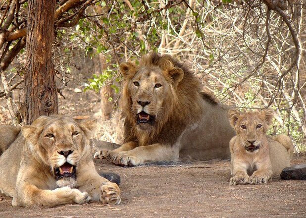 Gir National Park Asiatic lions Gujarat safari